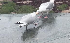 Savage Seagull Laughs At Its Opponent - Animals - VIDEOTIME.COM
