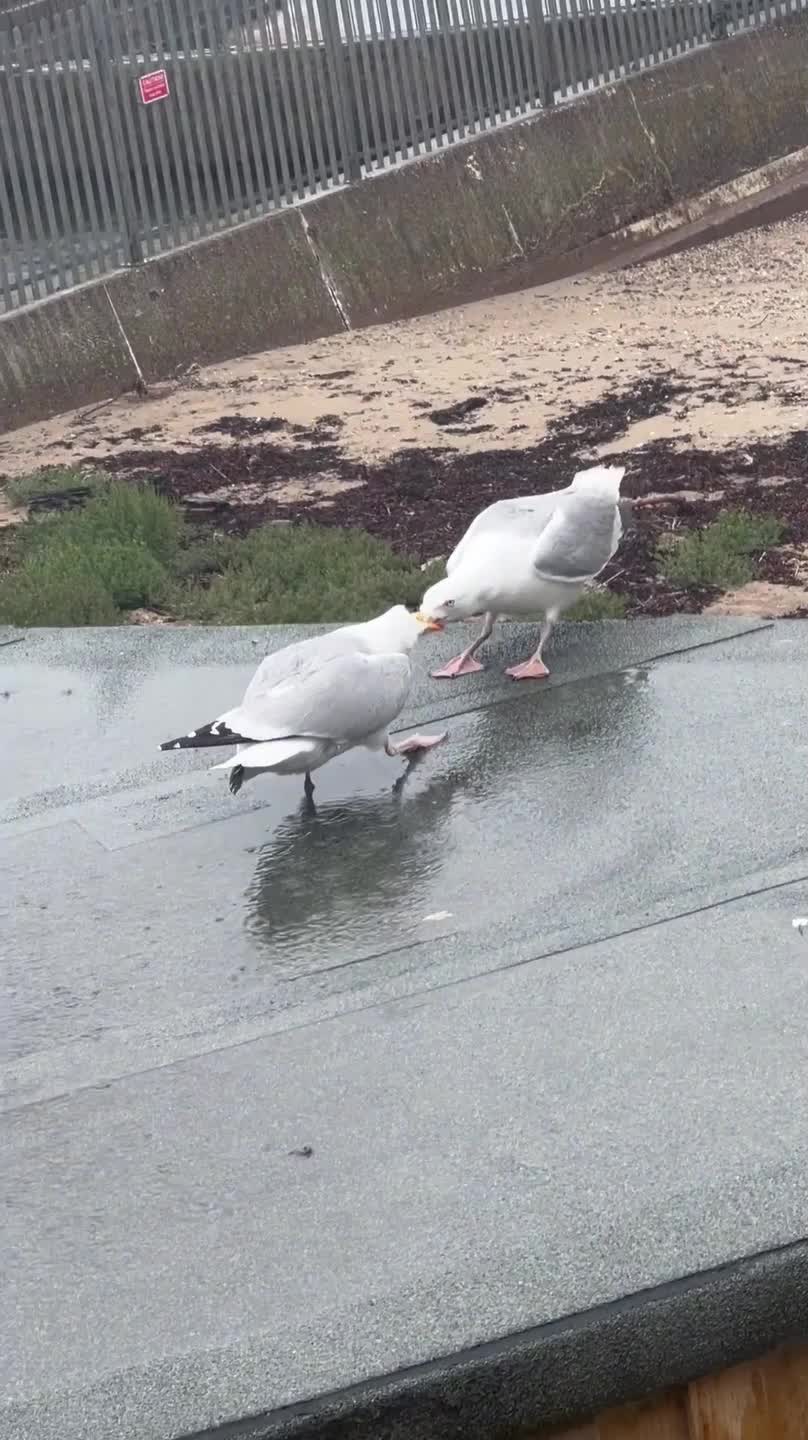 Savage Seagull Laughs At Its Opponent