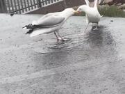 Savage Seagull Laughs At Its Opponent