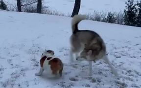Husky Treats Smol Bulldog Like a Ball - Animals - VIDEOTIME.COM