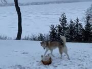 Husky Treats Smol Bulldog Like a Ball