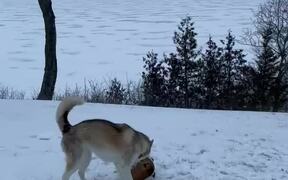 Husky Treats Smol Bulldog Like a Ball - Animals - VIDEOTIME.COM