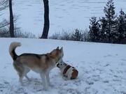 Husky Treats Smol Bulldog Like a Ball