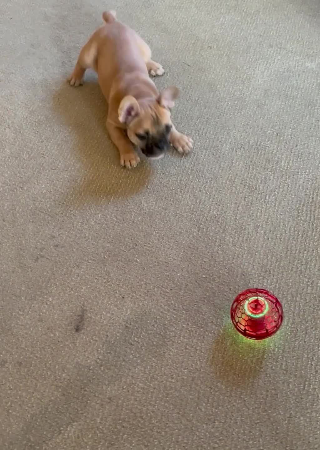 Pup Acting Crazy While Watching The Flying Orb Toy