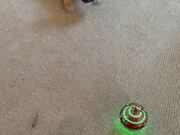 Pup Acting Crazy While Watching The Flying Orb Toy
