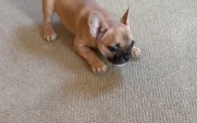 Pup Acting Crazy While Watching The Flying Orb Toy - Animals - VIDEOTIME.COM