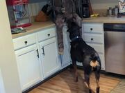 Dog Gets Terrified of Halloween Zombie Decoration
