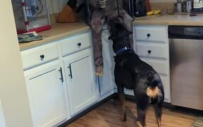 Dog Gets Terrified of Halloween Zombie Decoration - Animals - VIDEOTIME.COM