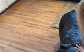 Dog Gets Terrified of Halloween Zombie Decoration