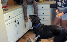 Dog Gets Terrified of Halloween Zombie Decoration - Animals - VIDEOTIME.COM