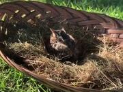 Good Human Rescues Little Bird That Fell From Nest