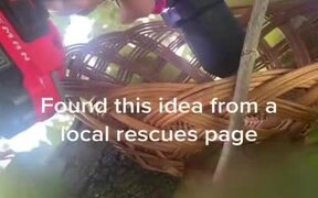 Good Human Rescues Little Bird That Fell From Nest - Animals - VIDEOTIME.COM