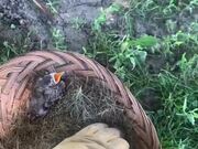 Good Human Rescues Little Bird That Fell From Nest