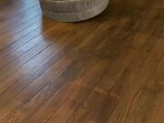 Poodle Runs Around House