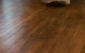 Poodle Runs Around House - Animals - VIDEOTIME.COM