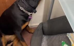 Dog Looks Absolutely Guilty After Making Messing - Animals - VIDEOTIME.COM