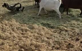 Dog Falls on His Back After Mean Goat - Animals - VIDEOTIME.COM