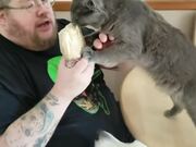 Cat Climbs to Steal a Bite of Burrito