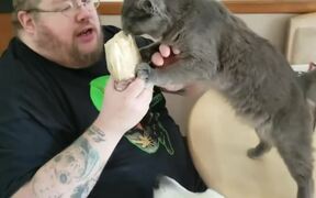 Cat Climbs to Steal a Bite of Burrito
