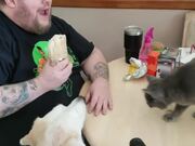 Cat Climbs to Steal a Bite of Burrito - Animals - Y8.COM
