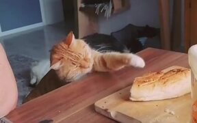 Cat Attempts to Get Piece of Bread - Animals - VIDEOTIME.COM