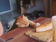 Cat Attempts to Get Piece of Bread