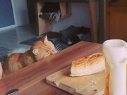 Cat Attempts to Get Piece of Bread