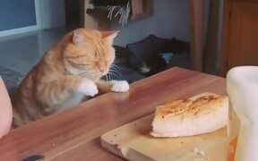 Cat Attempts to Get Piece of Bread - Animals - VIDEOTIME.COM