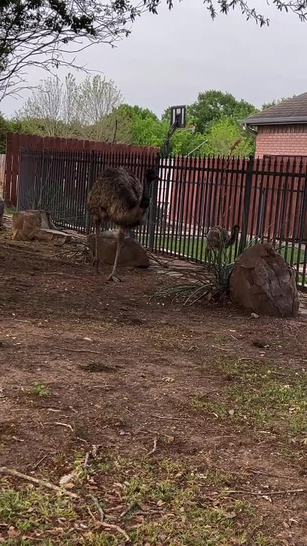 Emu Tries to Attack Lawn Mowing Man