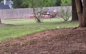 Emu Tries to Attack Lawn Mowing Man - Animals - VIDEOTIME.COM