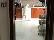 Dog Eats Food off Plate Kept on Kitchen Counter