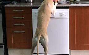 Dog Eats Food off Plate Kept on Kitchen Counter - Animals - VIDEOTIME.COM