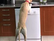 Dog Eats Food off Plate Kept on Kitchen Counter