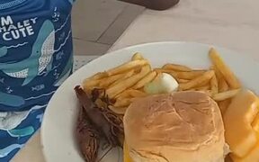Kid Refuses to Eat Shrimps and Calls Them Roaches - Kids - VIDEOTIME.COM