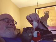 Squirrel Enjoys Playing With Owner