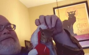 Squirrel Enjoys Playing With Owner - Animals - VIDEOTIME.COM