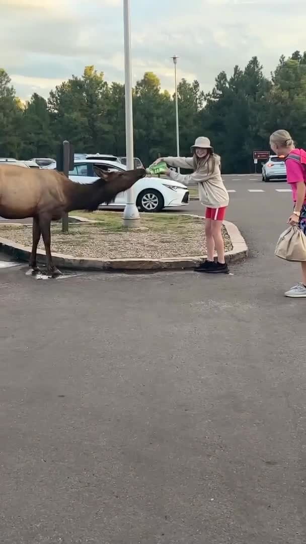 Woman Feeds Water to Elk Out of Water Bottle