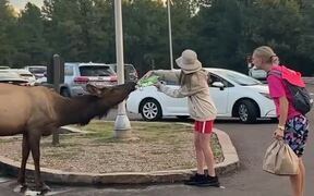 Woman Feeds Water to Elk Out of Water Bottle