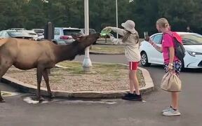 Woman Feeds Water to Elk Out of Water Bottle - Animals - VIDEOTIME.COM
