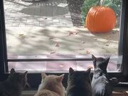 Cats Look Hilarious as They Stare at Squirrel