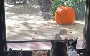 Cats Look Hilarious as They Stare at Squirrel - Animals - VIDEOTIME.COM