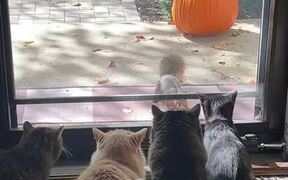 Cats Look Hilarious as They Stare at Squirrel - Animals - VIDEOTIME.COM