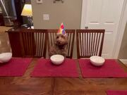 Dog Gets Confused by Human-like Birth Celebrations