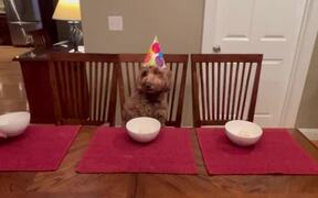 Dog Gets Confused by Human-like Birth Celebrations - Animals - VIDEOTIME.COM