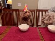 Dog Gets Confused by Human-like Birth Celebrations