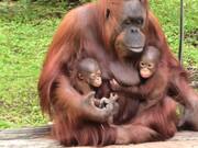 Mother Orangutan Takes Care of Two Babies