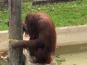 Mother Orangutan Takes Care of Two Babies