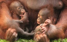 Mother Orangutan Takes Care of Two Babies - Animals - VIDEOTIME.COM