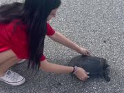 Girl With a Heart of Gold Picks Up Huge Turtle 