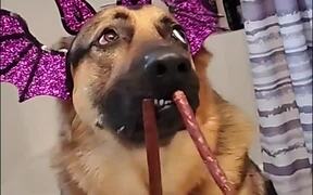 Dog Sports Hilarious Props for Halloween - Animals - VIDEOTIME.COM